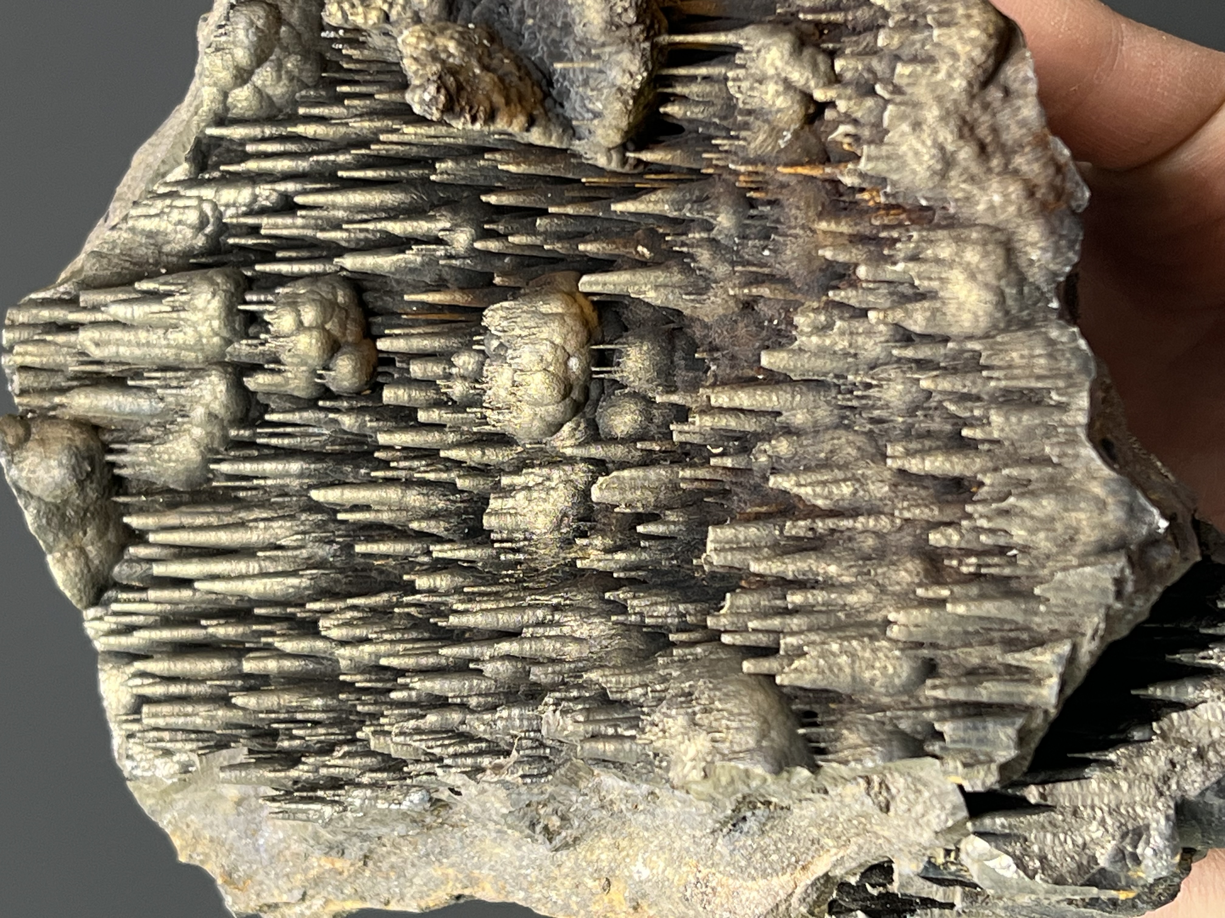 Museum Quality! Limonite Alloy Golden Color Stalactite Goethite 