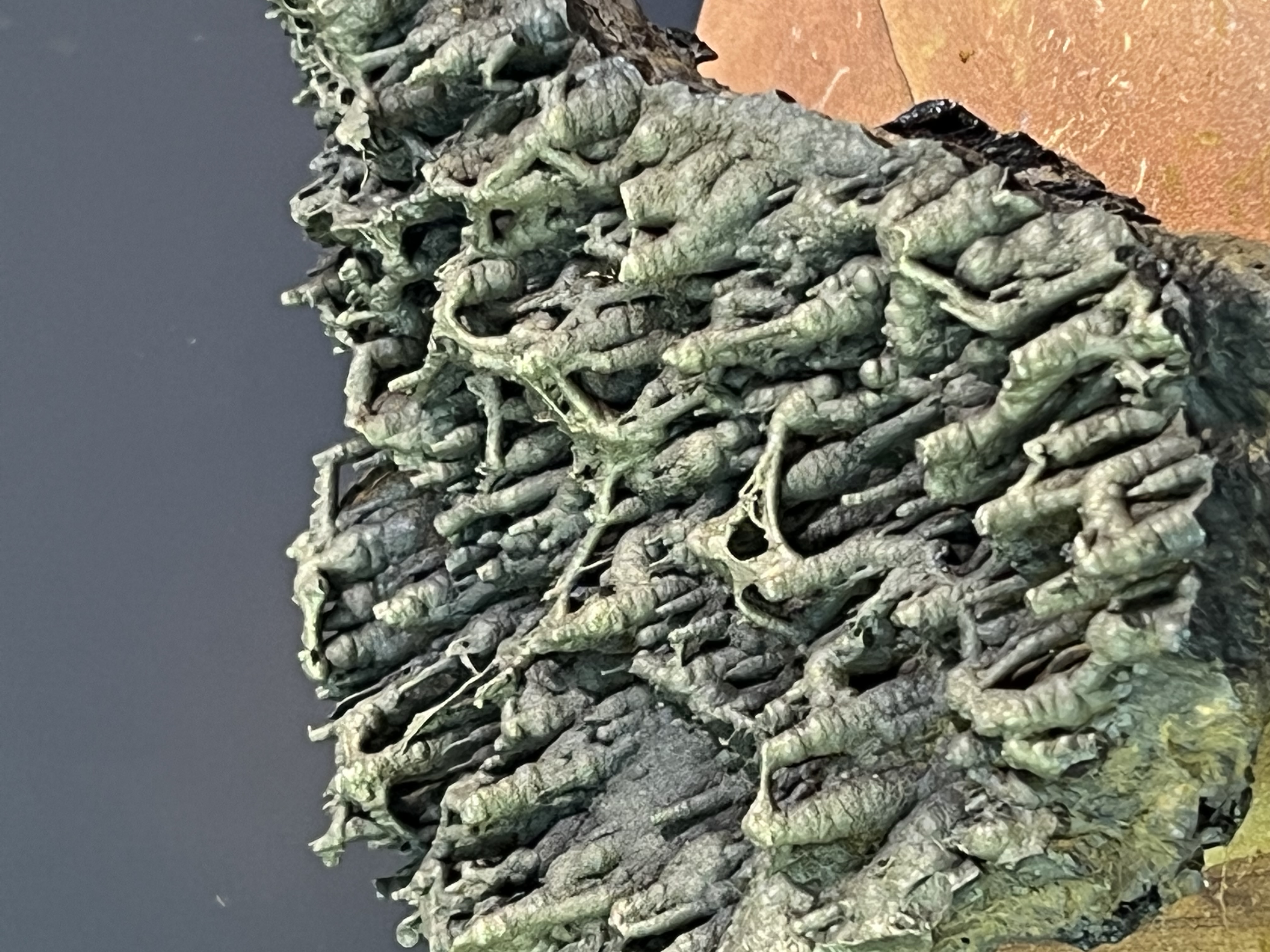 Museum Quality Special Formation Golden Color Stalactite Bridges Goethite 