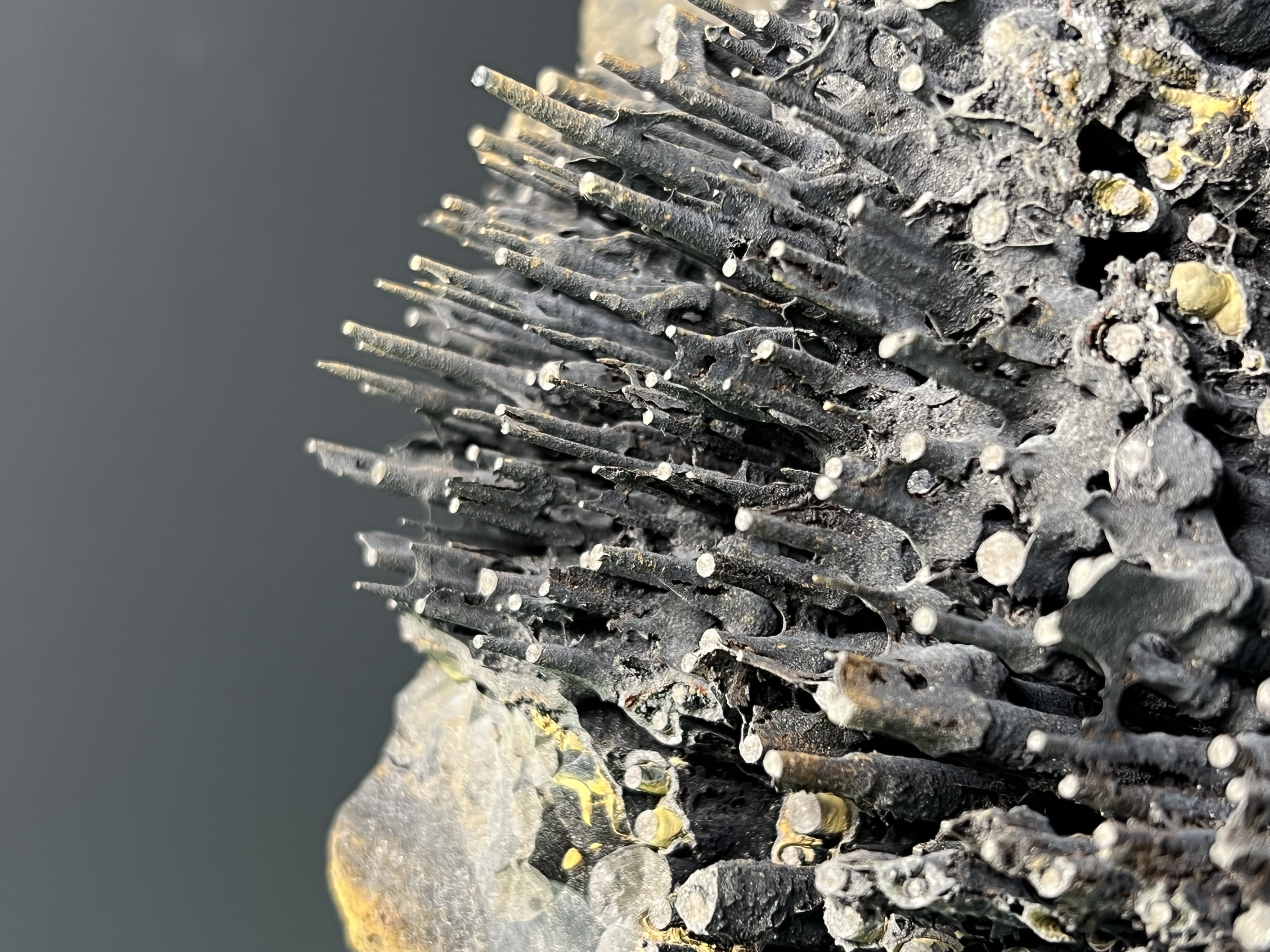 Museum Quality Very Special Limonite Alloy Stalactite Goethite