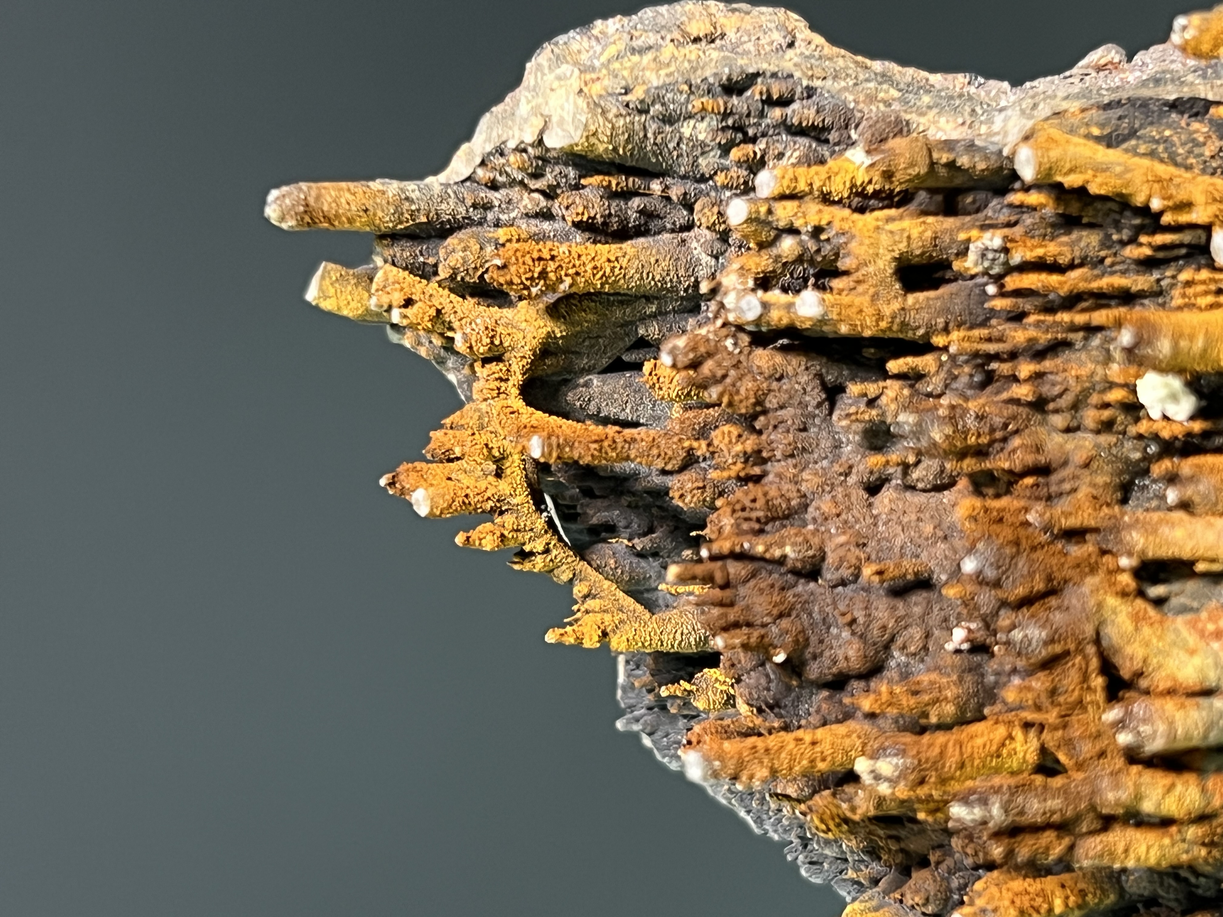 Special Museum Quality Limonite On Stalactite Goethite 