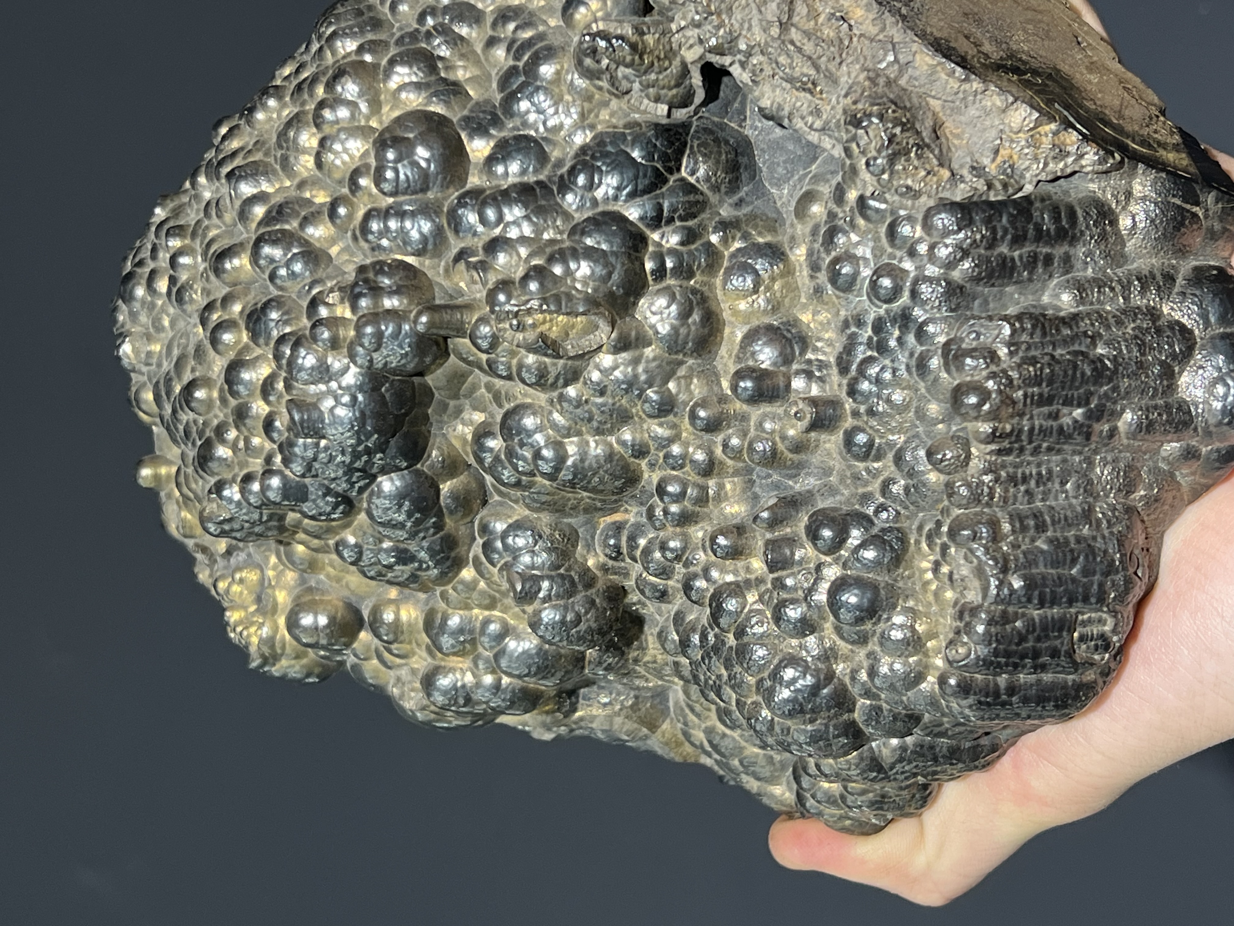 Museum Quality Showy Large Size Golden Color Botryoidal Goethite 