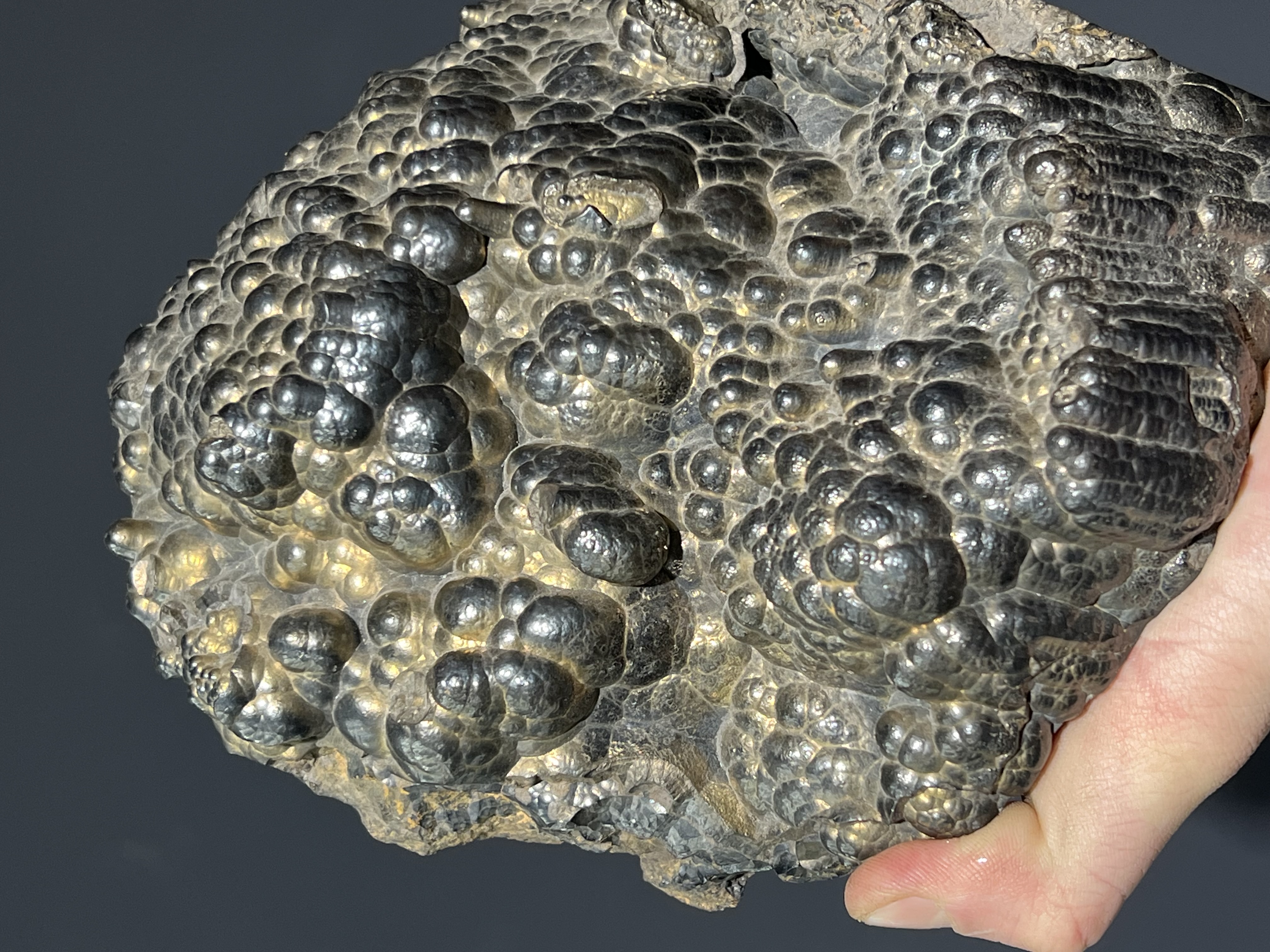 Museum Quality Showy Large Size Golden Color Botryoidal Goethite 