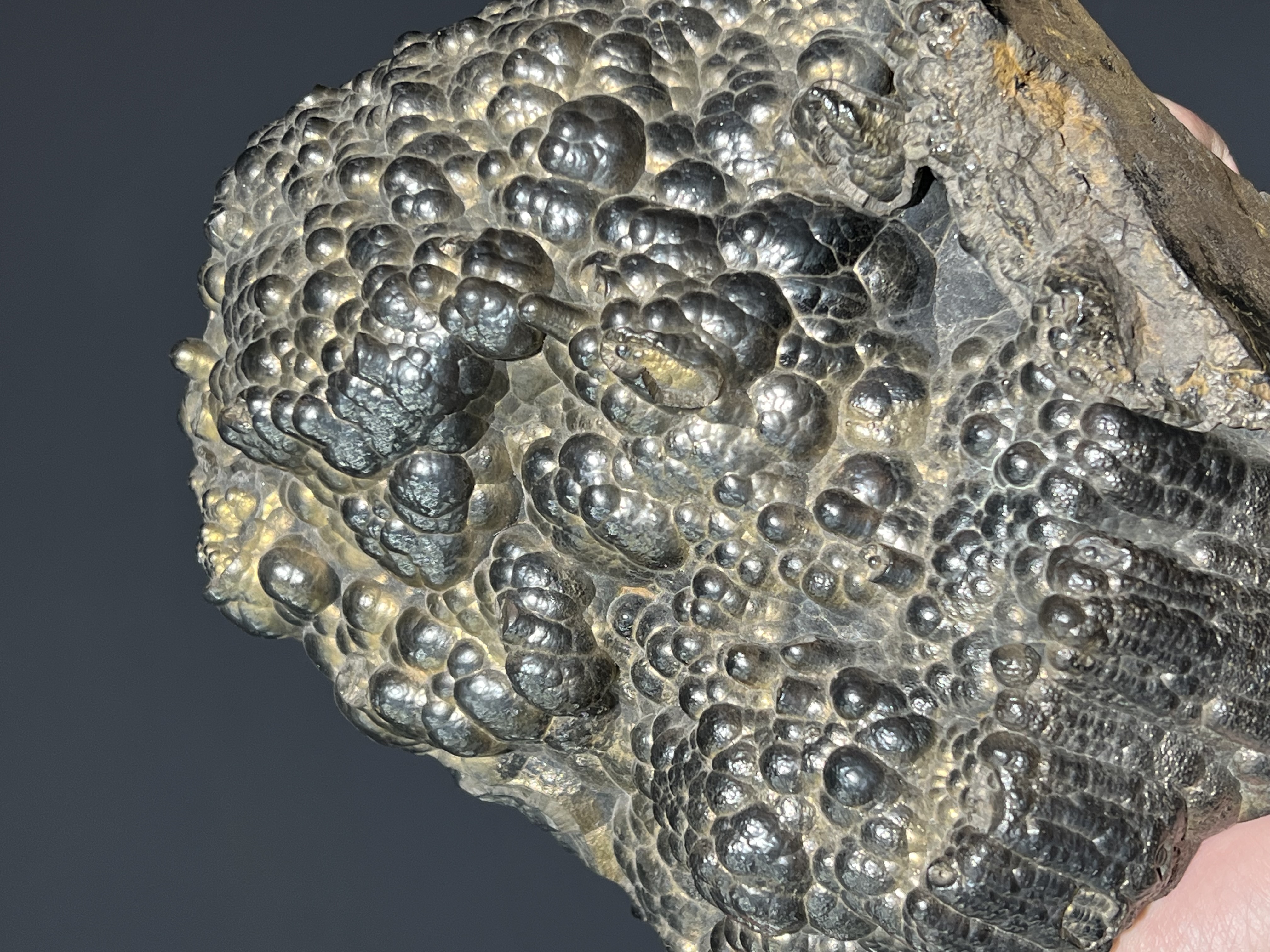 Museum Quality Showy Large Size Golden Color Botryoidal Goethite 