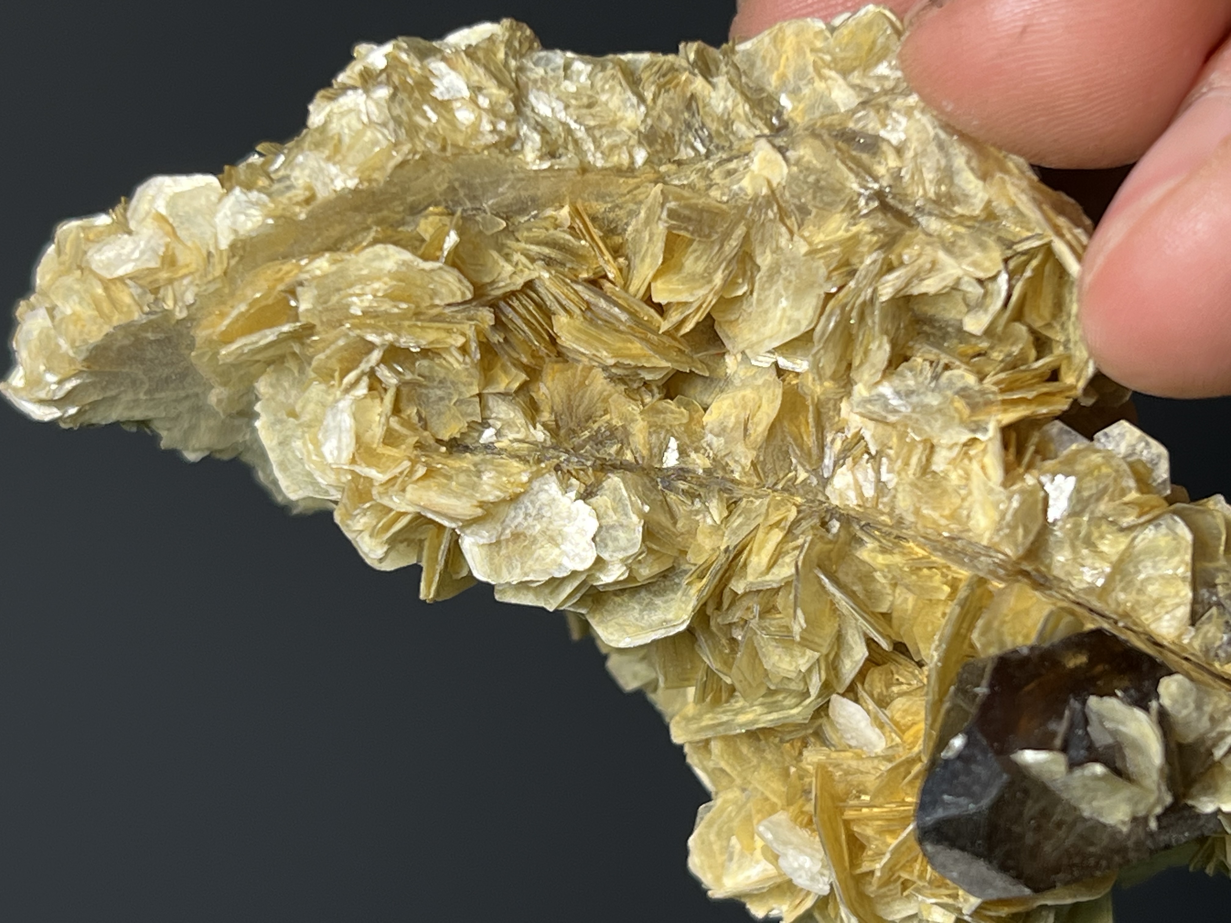 Muscovite With Smoky Quartz - Brazil